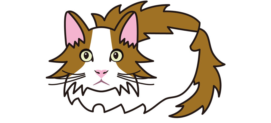 猫